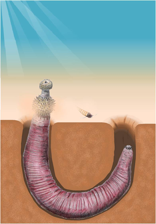 Illustration for article titled Newly Identified Species Of Penis Worm Still Looks Nothing Like A Penis